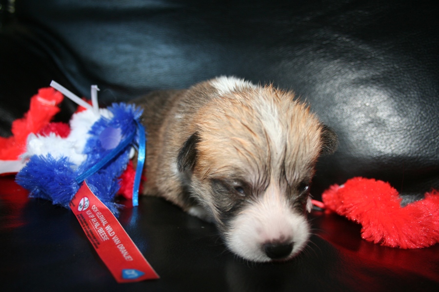 Puppies